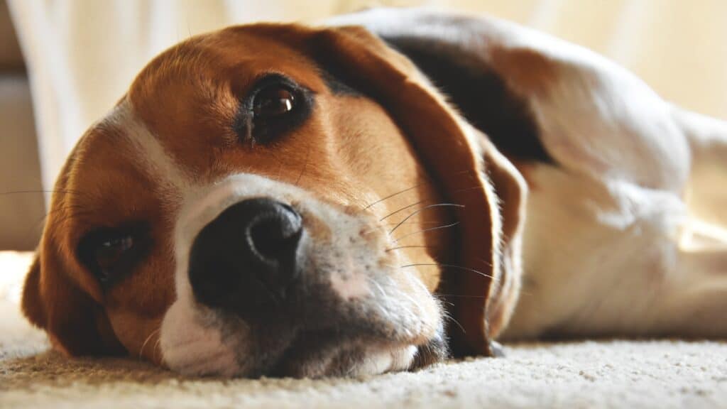 Border Terrier Vs Beagle: Barking tendencies