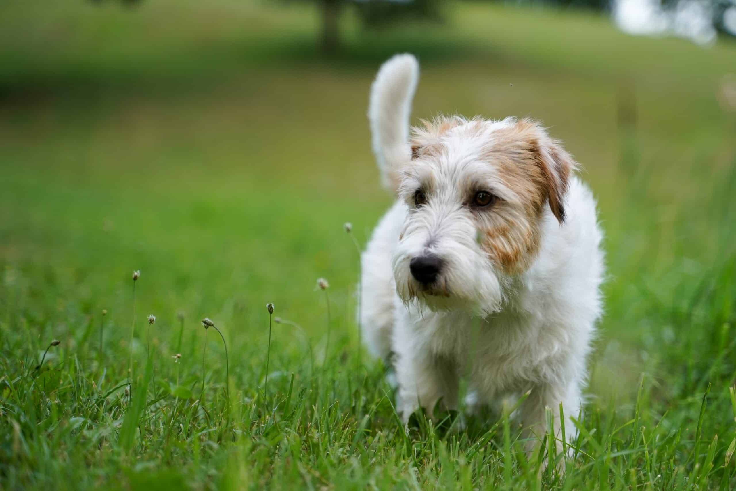 everything to know about Border Terrier Jack Russell Mix breed
