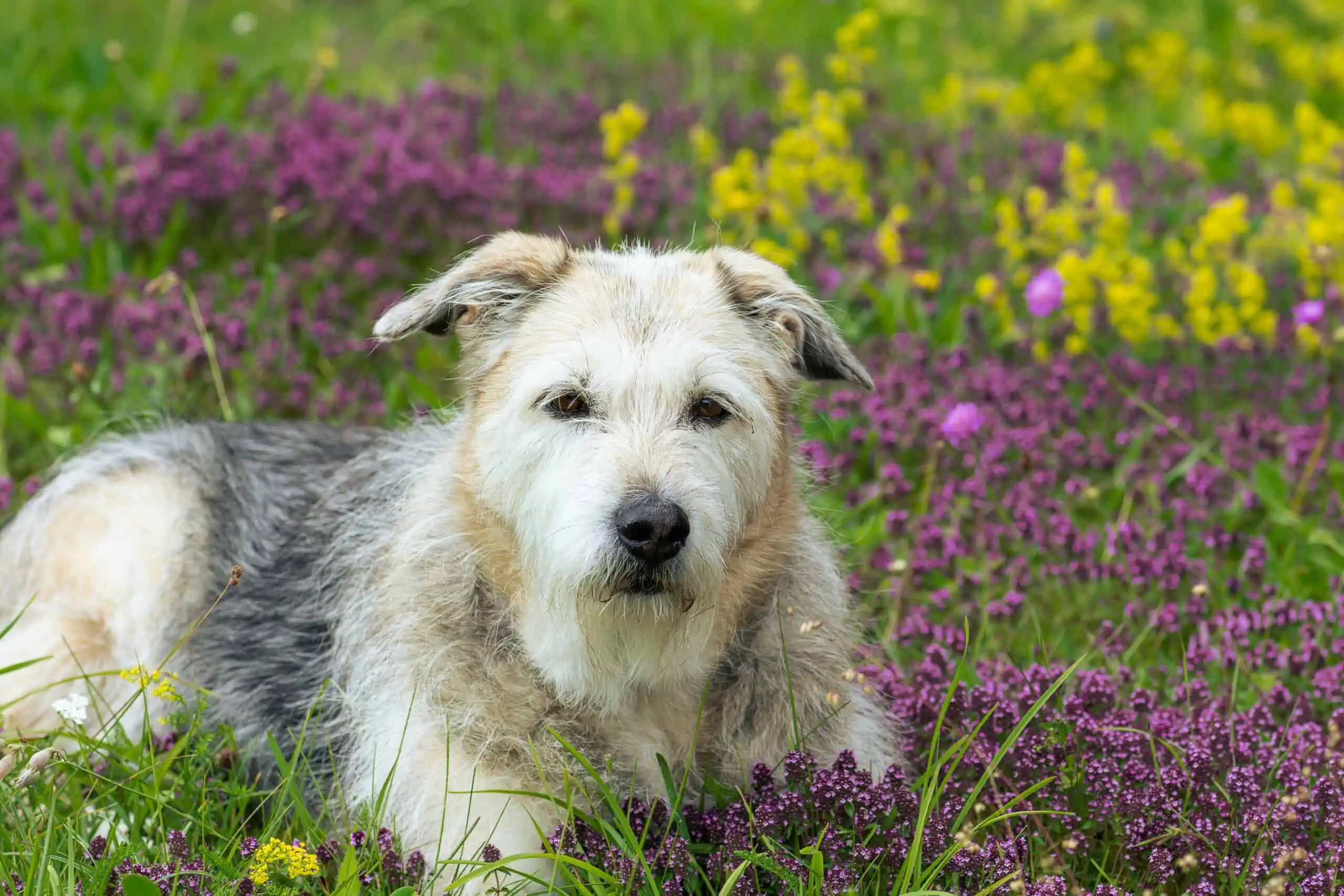 Choosing between glen of imaal terrier or border terrier 