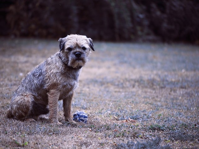 signs that Border Terriers is Pregnant 