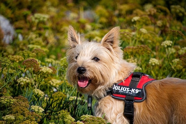 Cairn terrier, dogs
