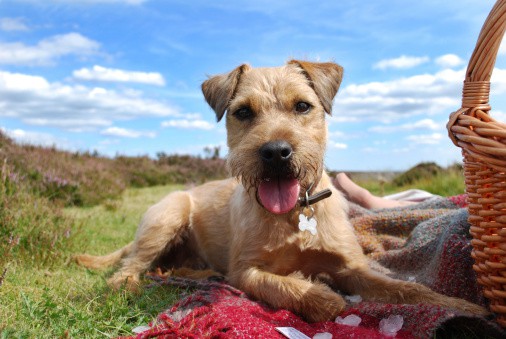 A Border Terrier  cross laid down on a picnic blanket with a picnic basket on the edge of the frame